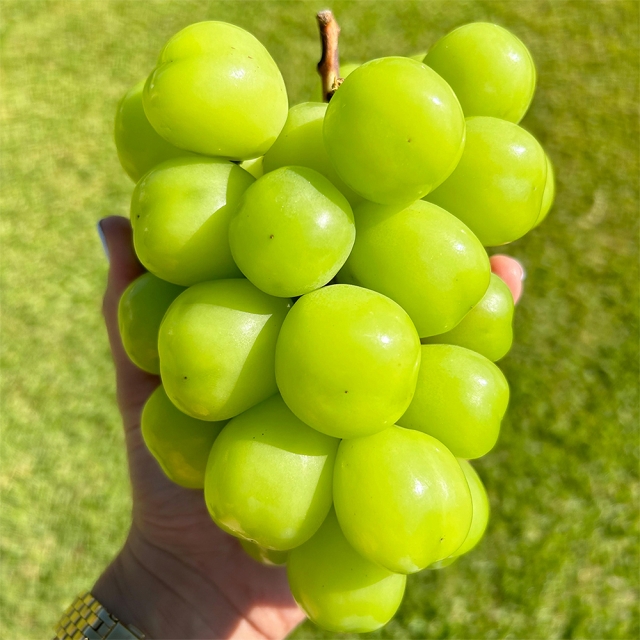 입안 가득 새콤달콤한 샤인머스켓/거봉 1kg 외