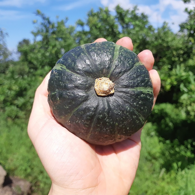 보슬보슬 제주 미니밤호박 2kg