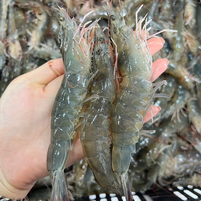 쫄깃하고 탱글한 뚱땡이 활 흰다리새우 1kg