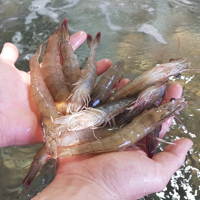 국내산 탱글 쫄깃 흰다리 새우 1kg 외