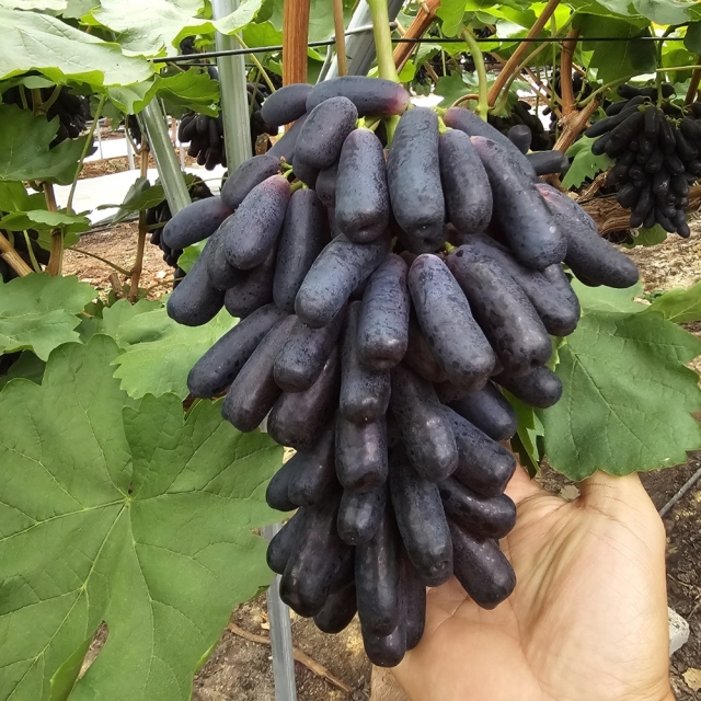 씨없는 고당도 블랙사파이어 포도 500g 1kg 2kg