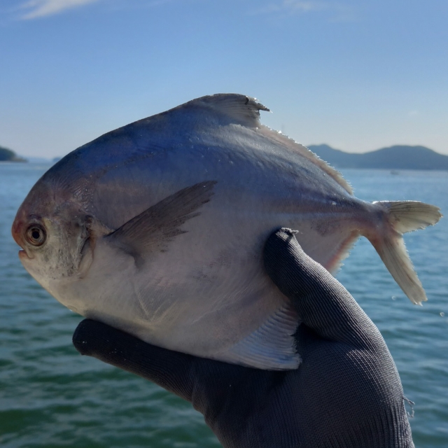 바다의 부드러움, 영양 가득 남해안 자연산 병어 