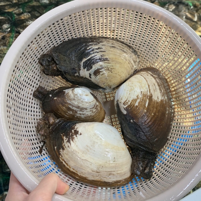 남해안에서 채취한  왕우럭조개1kg(1-3미)