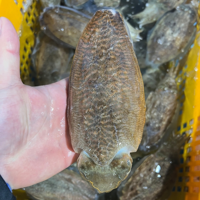 식감, 맛 모두 완벽한 식재료 생물 갑오징어1kg(1-3미)