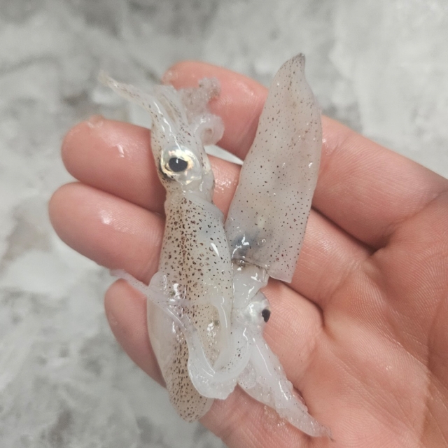 남해안 생물 꼴뚜기(호래기)1kg (35미내외)