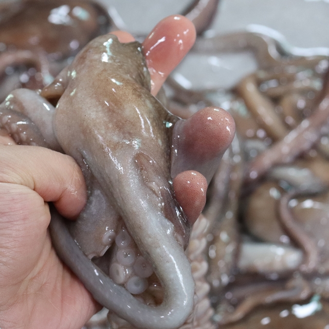몸에 좋고 맛도 좋은 특대 활 산낙지 1kg(3-5미)